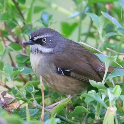 Sericornis frontalis (White-browed Scrubwren) at Narrawallee Foreshore Reserves Walking Track - 29 Sep 2016 by Charles Dove