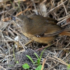 Sericornis frontalis (White-browed Scrubwren) at Ulladulla - Warden Head Bushcare - 28 Sep 2016 by Charles Dove