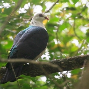 Columba leucomela at undefined - 27 Sep 2016