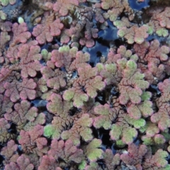 Azolla rubra (Red Water Fern) at Campbell, ACT - 28 May 2018 by MichaelBedingfield