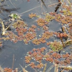 Azolla rubra at Campbell, ACT - 28 May 2018