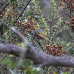 Zosterops lateralis (Silvereye) at Illilanga & Baroona - 23 Apr 2012 by Illilanga