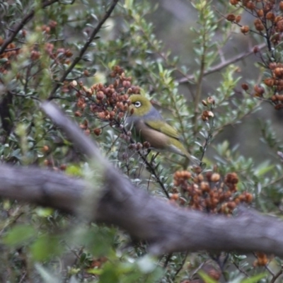 Zosterops lateralis (Silvereye) at Illilanga & Baroona - 23 Apr 2012 by Illilanga