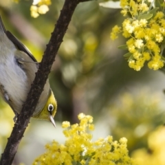 Zosterops lateralis (Silvereye) at Michelago, NSW - 2 Oct 2012 by Illilanga