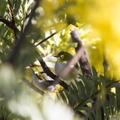 Zosterops lateralis at Michelago, NSW - 2 Oct 2012 07:44 AM