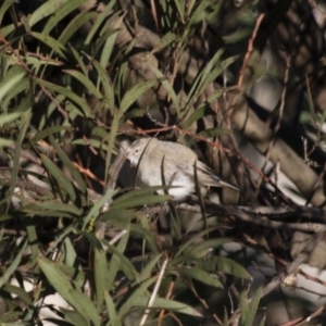 Gerygone fusca at Michelago, NSW - 9 Mar 2015 07:08 AM