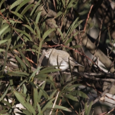 Gerygone fusca (Western Gerygone) at Michelago, NSW - 8 Mar 2015 by Illilanga