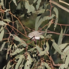 Gerygone fusca at Michelago, NSW - 9 Mar 2015 07:08 AM