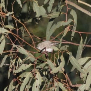 Gerygone fusca at Michelago, NSW - 9 Mar 2015 07:08 AM