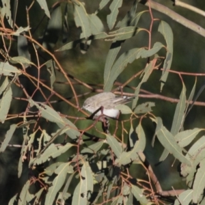 Gerygone fusca at Michelago, NSW - 9 Mar 2015