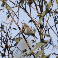 Gerygone fusca at Michelago, NSW - 9 Mar 2015