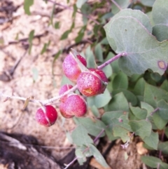 Chalcidoidea (superfamily) (A gall wasp or Chalcid wasp) at Illilanga & Baroona - 5 Feb 2012 by Illilanga