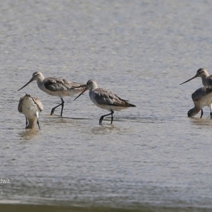 Limosa lapponica at undefined - 20 Sep 2016