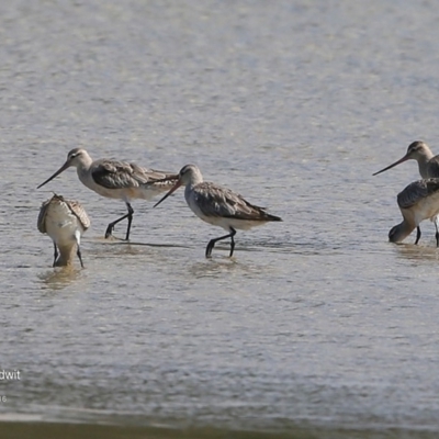 Limosa lapponica (Bar-tailed Godwit) at Undefined - 20 Sep 2016 by CharlesDove