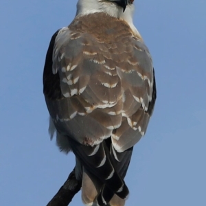 Elanus axillaris at Ulladulla - Warden Head Bushcare - 21 Sep 2016