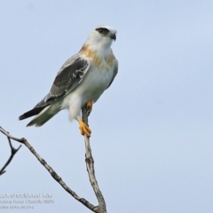 Elanus axillaris at Ulladulla - Warden Head Bushcare - 21 Sep 2016 12:00 AM