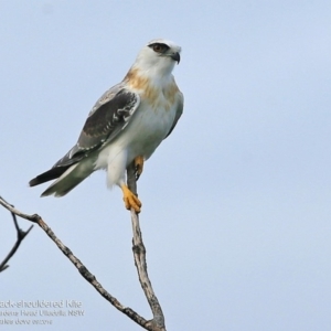 Elanus axillaris at Ulladulla - Warden Head Bushcare - 21 Sep 2016