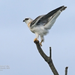 Elanus axillaris at Ulladulla - Warden Head Bushcare - 21 Sep 2016 12:00 AM