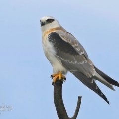 Elanus axillaris at Ulladulla - Warden Head Bushcare - 21 Sep 2016