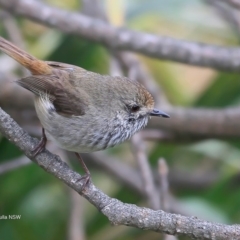 Acanthiza pusilla (Brown Thornbill) at Ulladulla, NSW - 20 Sep 2016 by Charles Dove