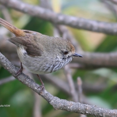 Acanthiza pusilla (Brown Thornbill) at Ulladulla, NSW - 20 Sep 2016 by Charles Dove