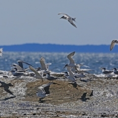 Thalasseus bergii (Crested Tern) at Undefined - 29 Sep 2016 by Charles Dove