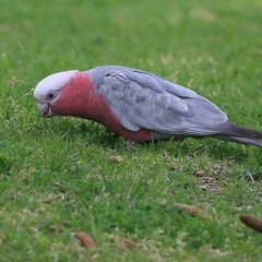 Eolophus roseicapilla (Galah) at Undefined - 23 Sep 2016 by CharlesDove
