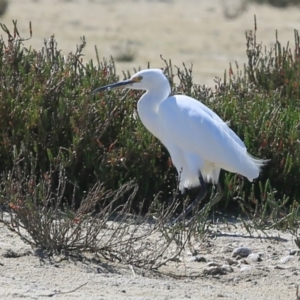 Egretta garzetta at Jervis Bay National Park - 23 Sep 2016