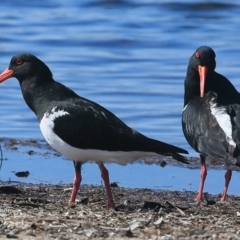 Haematopus longirostris (Australian Pied Oystercatcher) at Meroo National Park - 27 Sep 2016 by CharlesDove