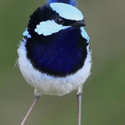 Malurus cyaneus (Superb Fairywren) at Ulladulla - Warden Head Bushcare - 29 Sep 2016 by CharlesDove