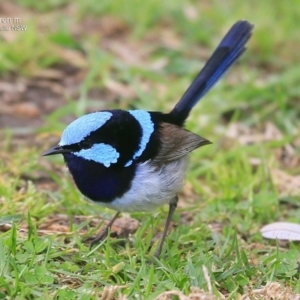 Malurus cyaneus at Ulladulla - Warden Head Bushcare - 29 Sep 2016 12:00 AM