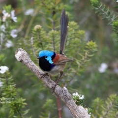 Malurus lamberti (Variegated Fairywren) at Ulladulla, NSW - 26 Sep 2016 by Charles Dove