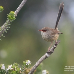 Malurus lamberti at Ulladulla - Warden Head Bushcare - 27 Sep 2016