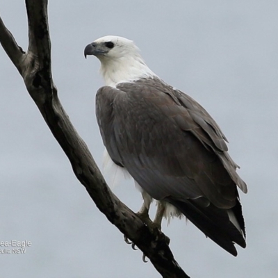 Haliaeetus leucogaster (White-bellied Sea-Eagle) at Undefined - 26 Sep 2016 by Charles Dove