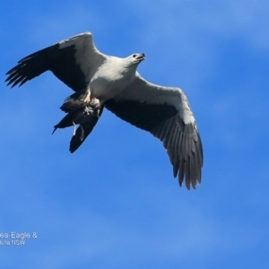 Haliaeetus leucogaster at undefined - 27 Sep 2016 12:00 AM