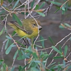 Acanthiza nana (Yellow Thornbill) at Undefined - 30 Sep 2016 by CharlesDove