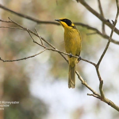 Lichenostomus melanops (Yellow-tufted Honeyeater) at Undefined - 25 Sep 2016 by CharlesDove