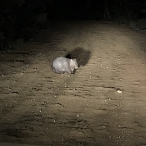 Vombatus ursinus at Bungendore, NSW - 8 Jun 2018 06:40 PM