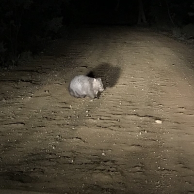 Vombatus ursinus (Common wombat, Bare-nosed Wombat) at Bungendore, NSW - 8 Jun 2018 by yellowboxwoodland