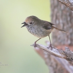 Acanthiza pusilla (Brown Thornbill) at Ulladulla, NSW - 16 Sep 2016 by Charles Dove