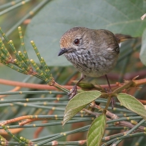 Acanthiza pusilla at Ulladulla, NSW - 17 Sep 2016