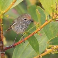 Acanthiza pusilla at Ulladulla, NSW - 17 Sep 2016