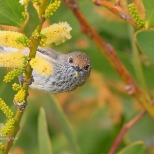 Acanthiza pusilla at Ulladulla, NSW - 17 Sep 2016