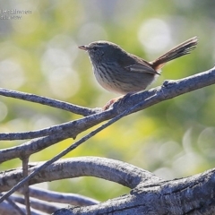 Hylacola pyrrhopygia (Chestnut-rumped Heathwren) at Ulladulla Reserves Bushcare - 14 Sep 2016 by CharlesDove