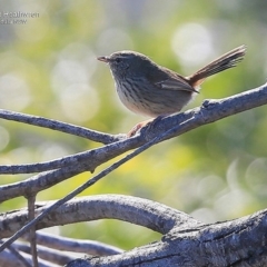 Hylacola pyrrhopygia (Chestnut-rumped Heathwren) at One Track For All - 13 Sep 2016 by Charles Dove