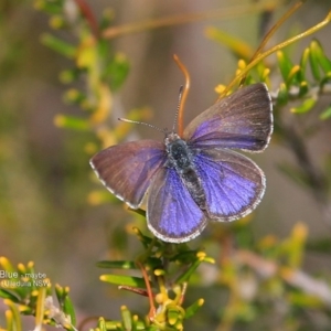 Zizina otis at South Pacific Heathland Reserve - 14 Sep 2016