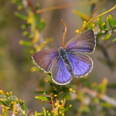 Zizina otis (Common Grass-Blue) at South Pacific Heathland Reserve - 13 Sep 2016 by Charles Dove