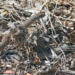 Pygopus lepidopodus (Common Scaly-foot) at South Pacific Heathland Reserve - 14 Sep 2016 by CharlesDove