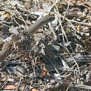 Pygopus lepidopodus at South Pacific Heathland Reserve - 14 Sep 2016 12:00 AM