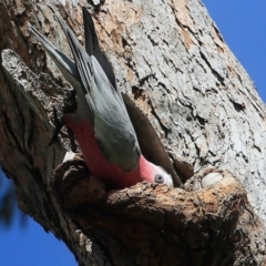 Eolophus roseicapilla (Galah) at Undefined - 11 Sep 2016 by CharlesDove